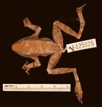 Media type: image;   Herpetology A-125025